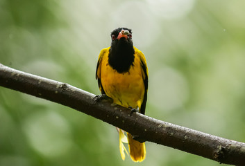 Black-Hooded Oriole