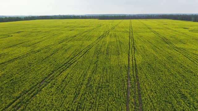 Aerial view of the Canola Field