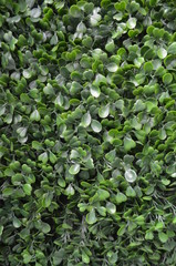 Artificial Boxwood Hedge Closeup Backdrop
