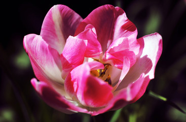 Fototapeta na wymiar Pink Tulips in a Fully exposed state