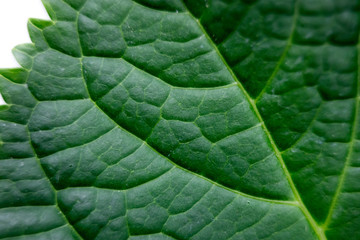 green leaf macro close up