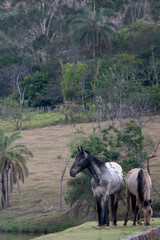 cavalo