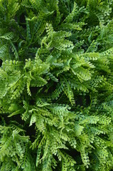 Artificial Hedge Fern Closeup Backdrop