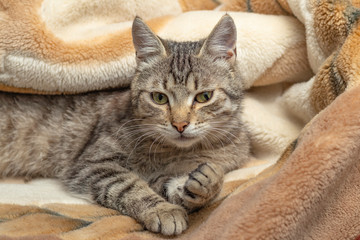 Domestic cat wrapped in a blanket and sleeps. Close-up. Only the face is visible.