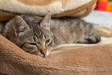 Domestic cat wrapped in a blanket and sleeps. Close-up. Only the face is visible.