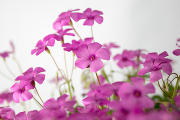 Fototapeta na wymiar pink flowers on white background isolated