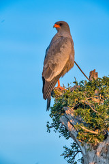Pale chanting goshawk photographed in South Africa. Picture made in 2019.