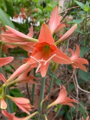 orange lily in the garden