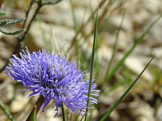 Une fleur des champs - knautie