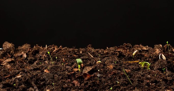 Timelapse clip of sunflower seedling growing from the ground