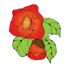 Camellia flower. Vector illustration. Perfumery and cosmetic plants. Wallpaper. Use printed materials, signs, posters, postcards, packaging. 