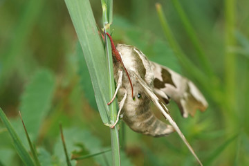 Nahansicht eines Lindenschw&auml;rmers 