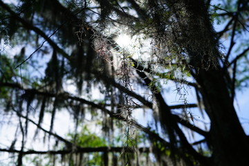 Moss hanging in tree