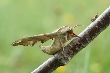Lindenschwärmer auf einen Ast 