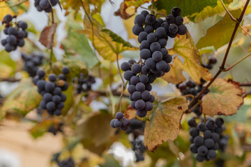 ripe grapes on the vine among the yellow leaves