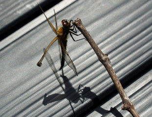 delicate dragonfly in the sunshine