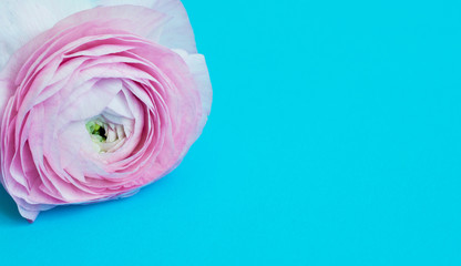 Beautiful pink ranunculus flower on a blue background. Place for text