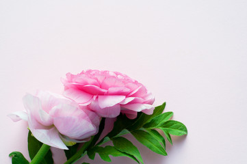 Beautiful pink ranunculus flowers on a pink background. Copy space