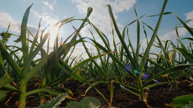 The sun will enter through the leaves of garlic in the garden