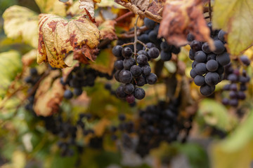 ripe grapes on the vine among the yellow leaves