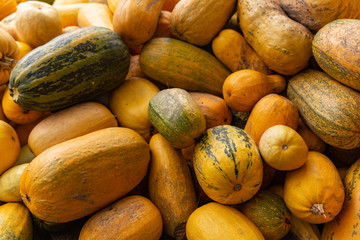 yellow pumpkins and green pumpkins on one pile in autumn in clear weather