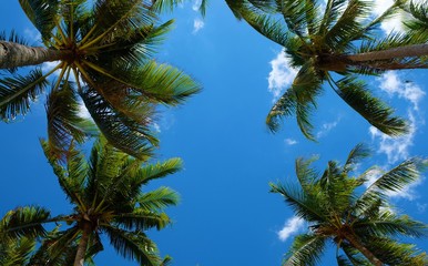 Beautiful background. Palm trees in the corners with blue sky in the middle.