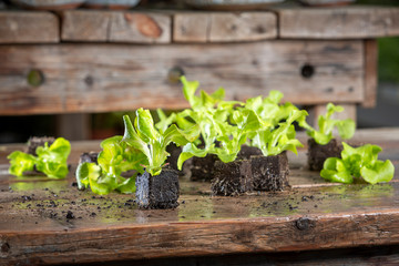 Close up of young salad plant, lettuce plant in garden centre