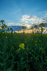 yellow and green wild field with sunshine and clouds above