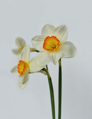 Three daffodil flowers on a light background
