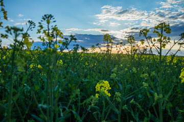 Fototapeta na wymiar evening rapeseeds fiels with sunshine rays on it 