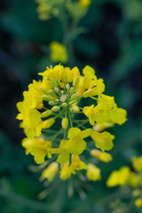 colza yellow flowers with green 