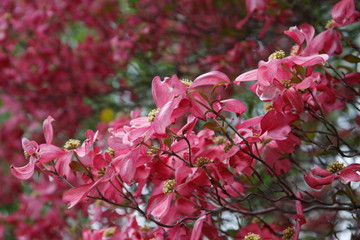 Beautiful, pink dogwood tree in full bloom in springtime
