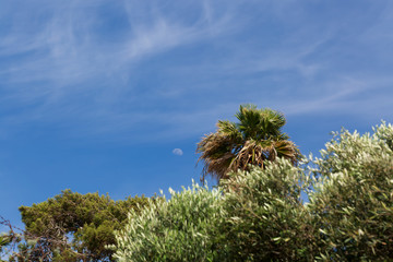 Mount Carmel in Haifa, Stella Maris. Travel to Israel.