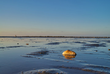 Soft-shell clam (Mya arenaria) is lying in beautiful late afternoon sunlight in the mud flats of...