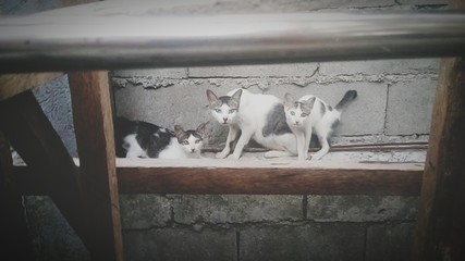 Portrait Of Cats On Stone Wall
