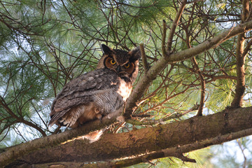 Great Horned Owl perched in a tree