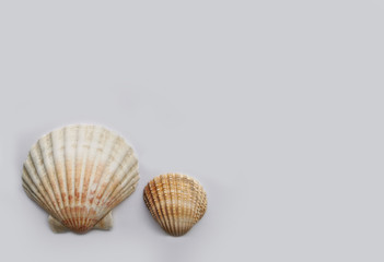 Seashells on a gray background