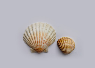 Seashells on a gray background