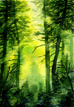 watercolor illustration of a green pine forest, the sun's rays shine through the branches. Beautiful background.