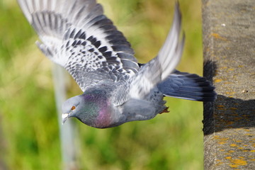 橋から飛び立つハト