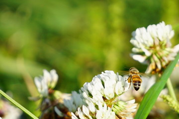 シロツメクサの間を飛び回るミツバチ