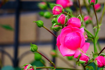 ピンク色の薔薇の蕾
