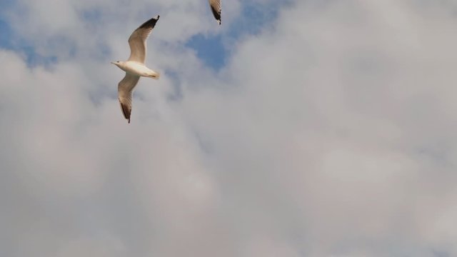 White seagulls against the evening sky of Istanbul.