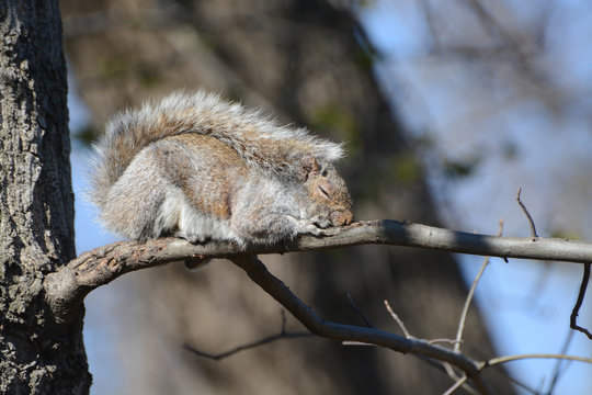 A Central Park squirrel sleeps on a branch in the sunshine, covered by its bushy tail (New York City)