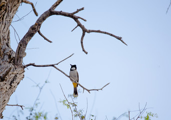 White cheeked bulbul on a thorny tree.