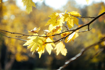 autumn leaves on a branch. yellow autumn