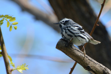 A Black-and-white Warbler (Mniotilta varia) migrating through New York City stops to hunt for insects