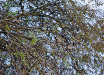White cheeked bulbul on a thorny tree.
