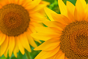 Close-up sunflower blooming on a meadow. Sunflower details. Natural background