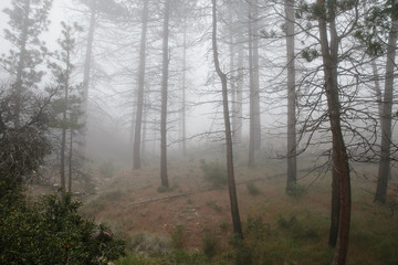 Obraz premium fog in the woods